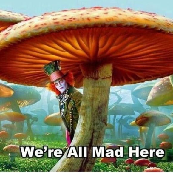 Meet your Posher, Patches - Picture 1 of 1